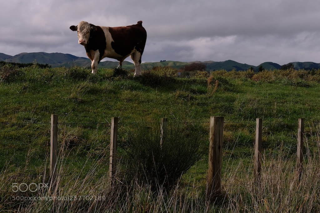 Fujifilm X-T2 sample photo. Bull in field photography