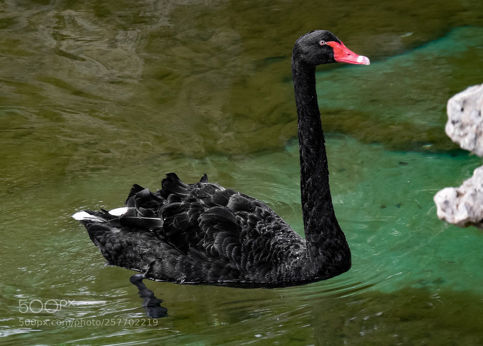 Nikon D5300 sample photo. Black swan photography