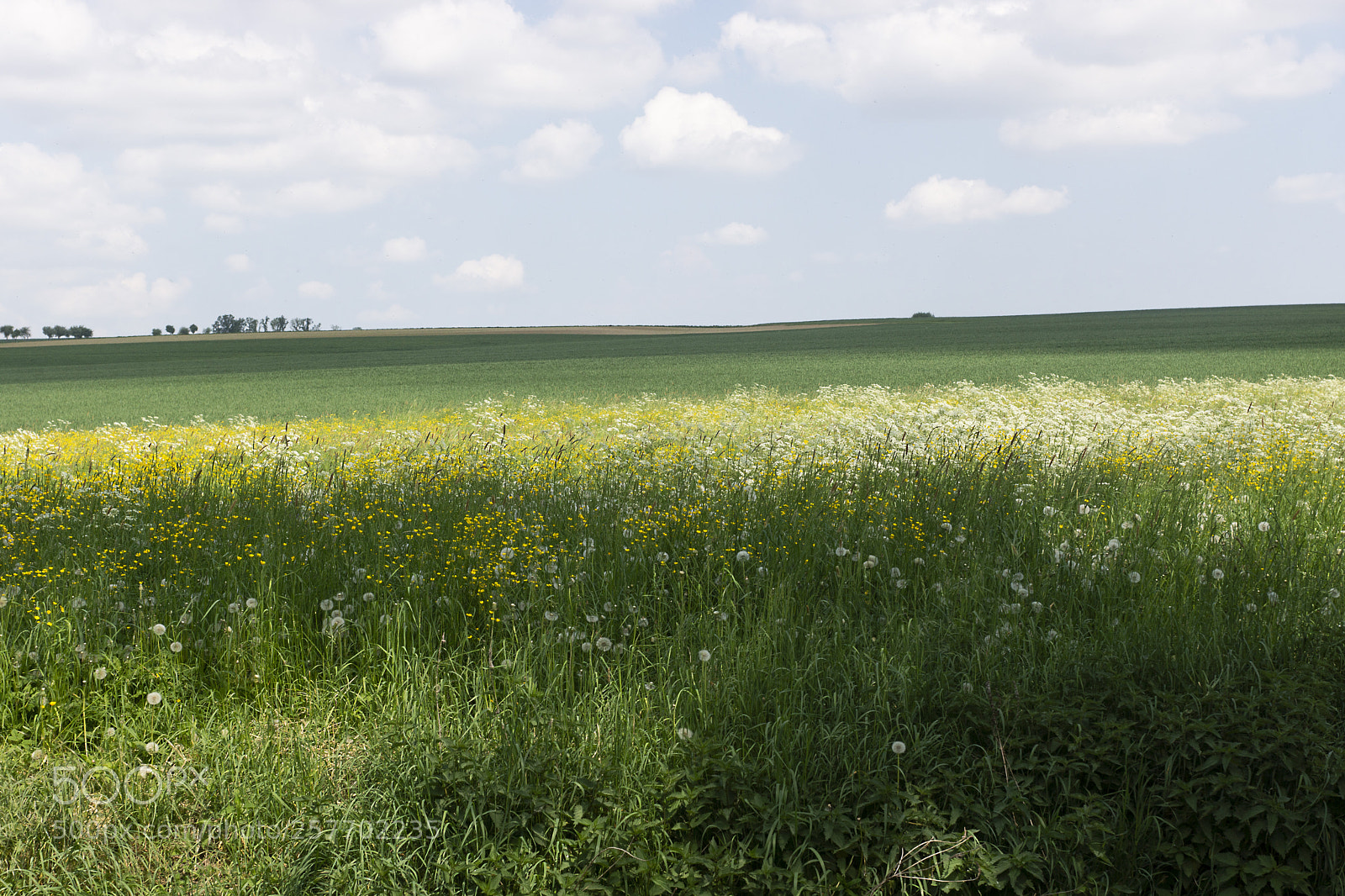 Sony SLT-A77 sample photo. Rural summer photography