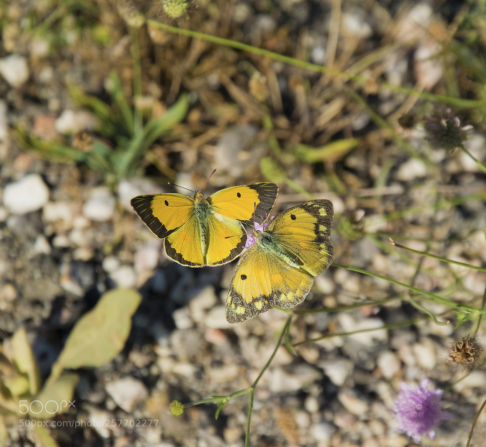 Nikon D5300 sample photo. Beautiful couple photography