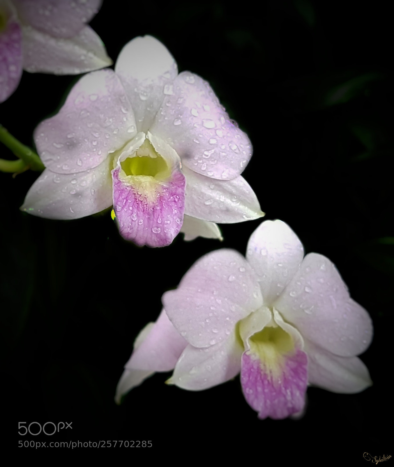 Samsung Galaxy S7 Edge sample photo. Orchidée photography