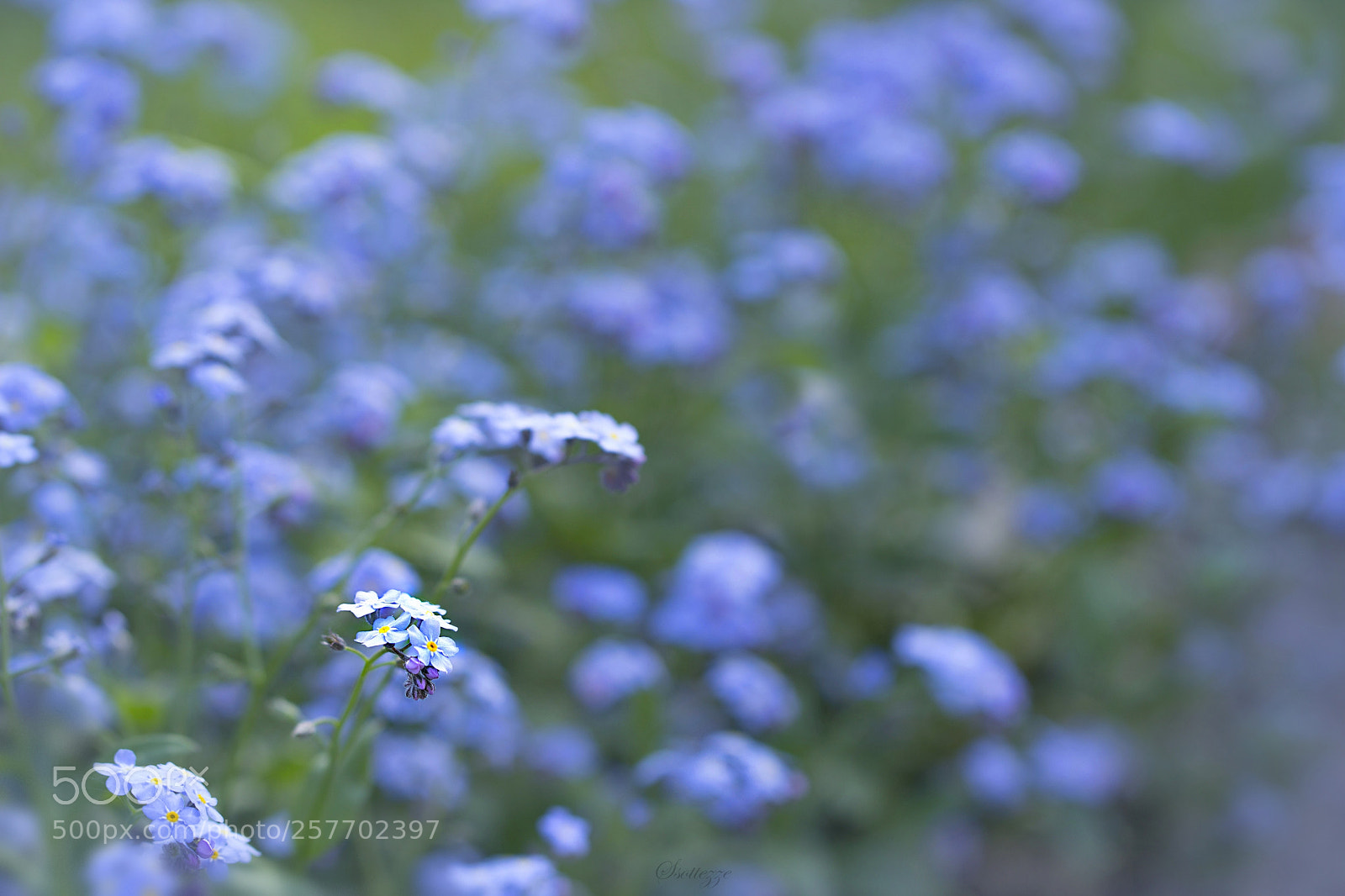 Canon EOS 600D (Rebel EOS T3i / EOS Kiss X5) sample photo. Forget-me-not meadow photography