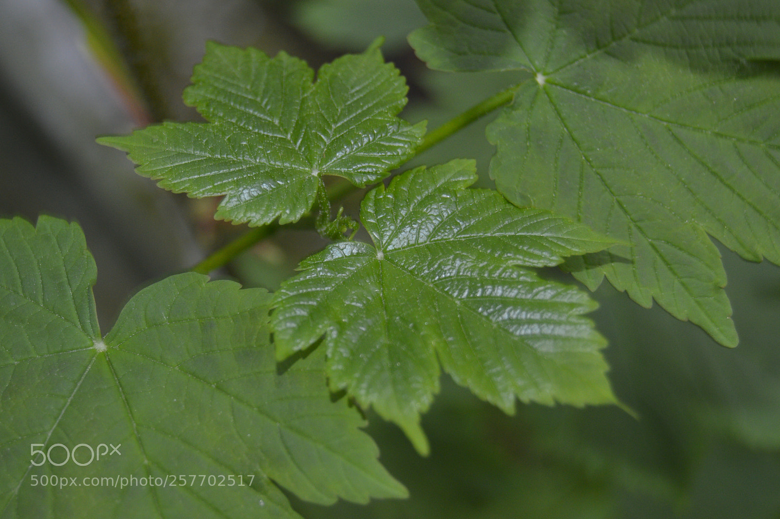 Nikon D3200 sample photo. Dansk natur photography