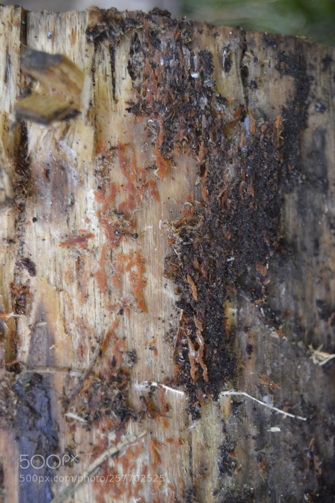 Nikon D3200 sample photo. Dansk natur photography