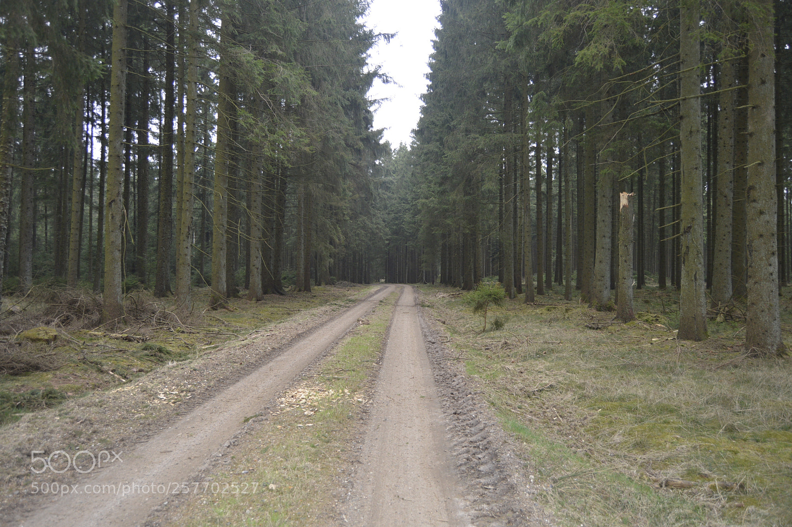 Nikon D3200 sample photo. Dansk natur photography