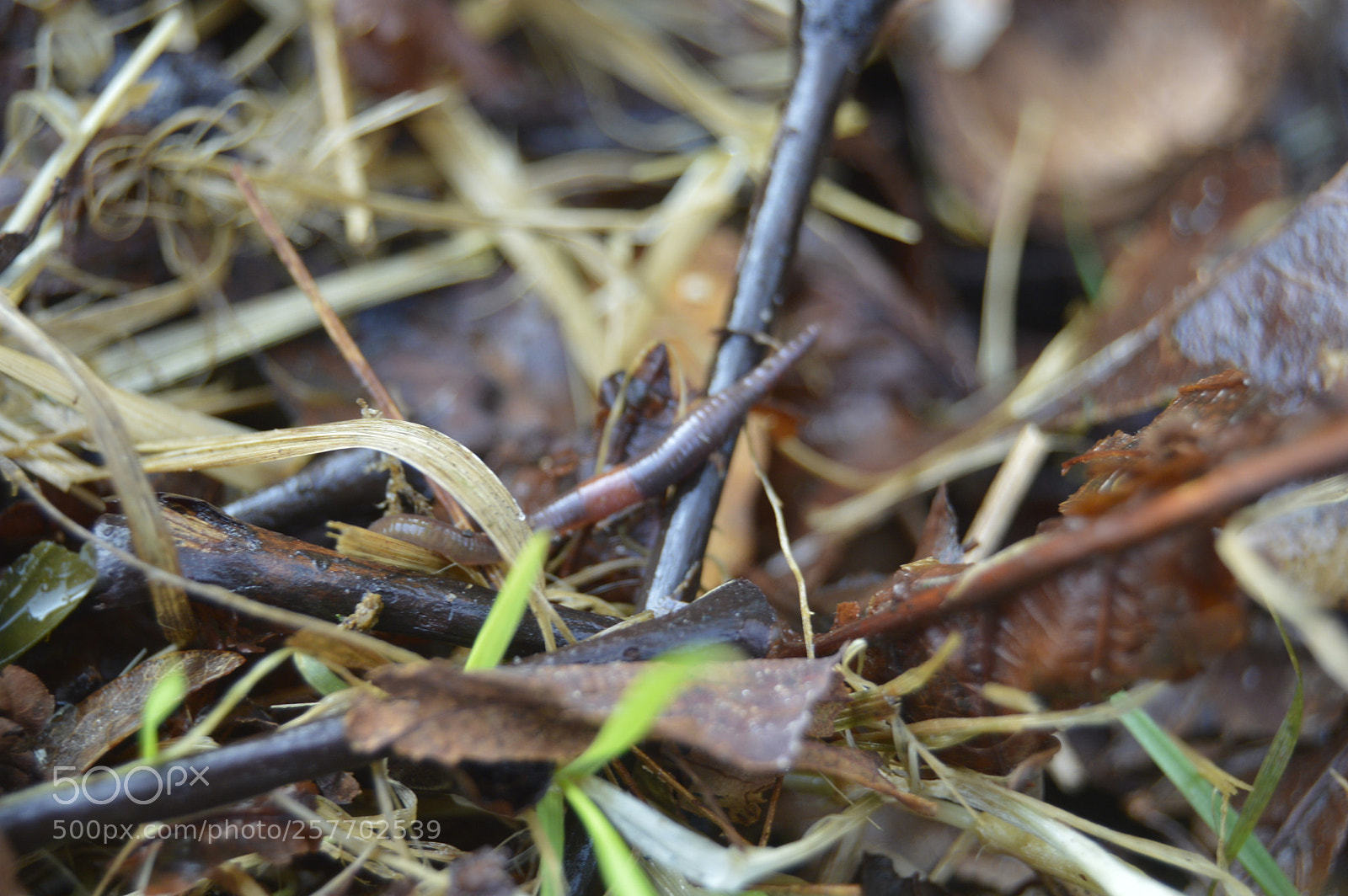 Nikon D3200 sample photo. Dansk natur photography