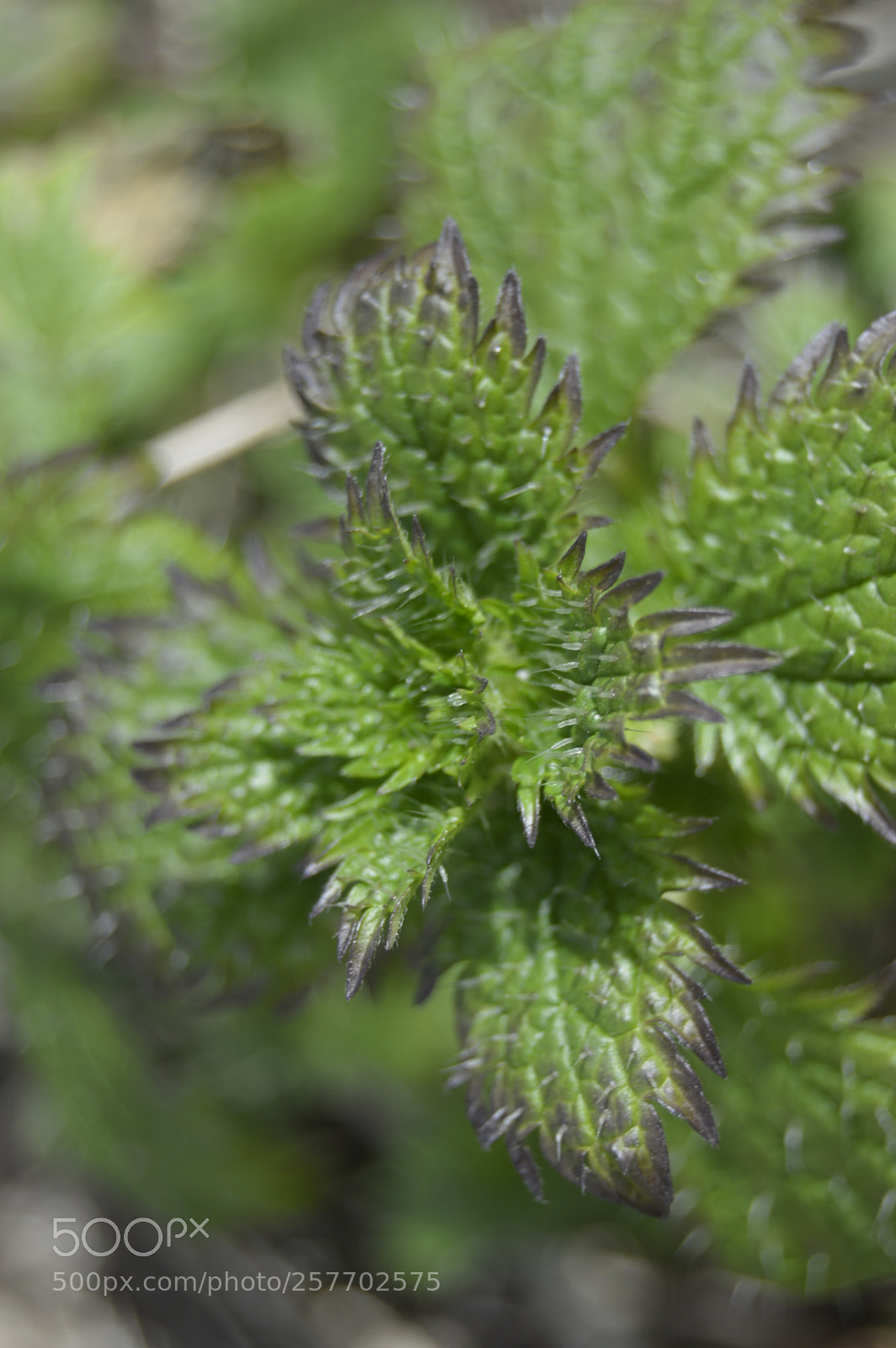 Nikon D3200 sample photo. Dansk natur photography