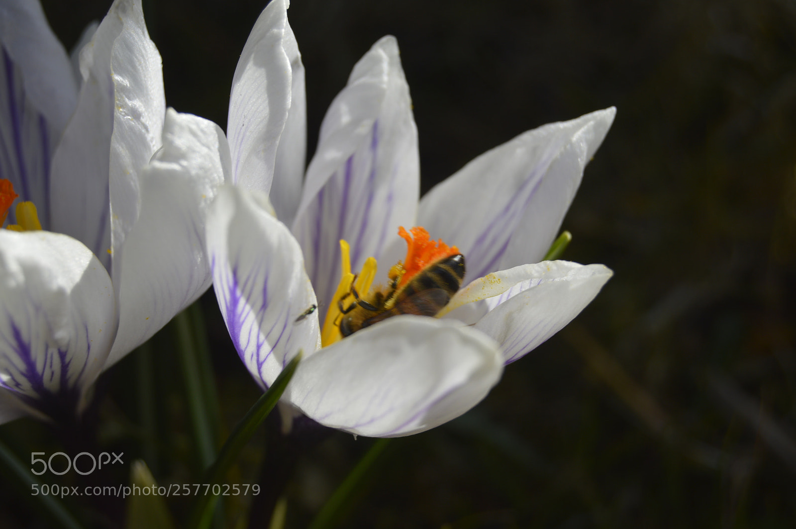 Nikon D3200 sample photo. Dansk natur photography