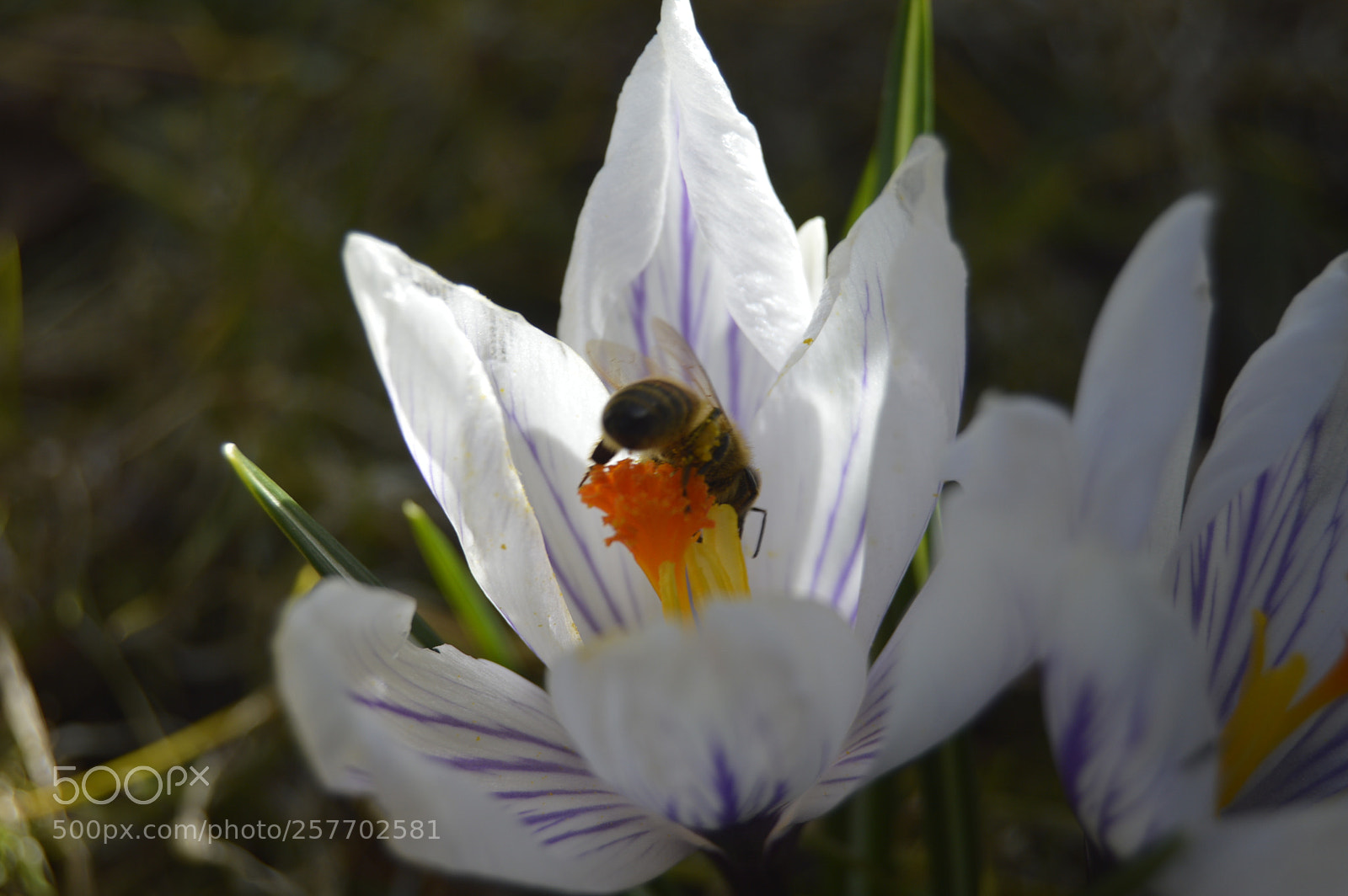 Nikon D3200 sample photo. Dansk natur photography