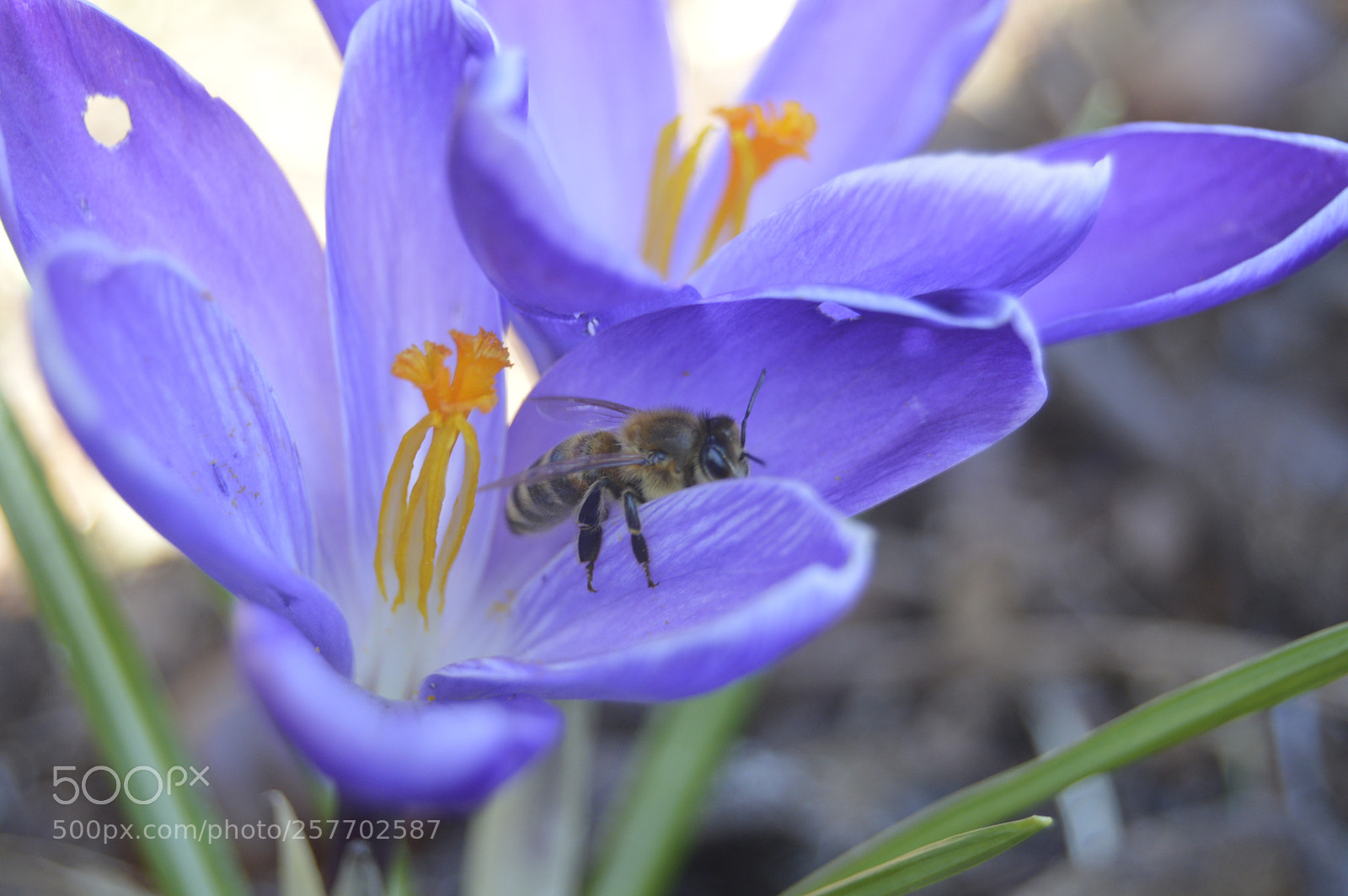 Nikon D3200 sample photo. Dansk natur photography