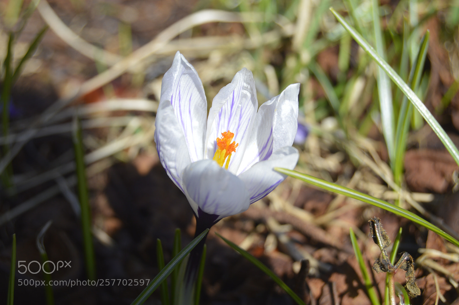 Nikon D3200 sample photo. Dansk natur photography