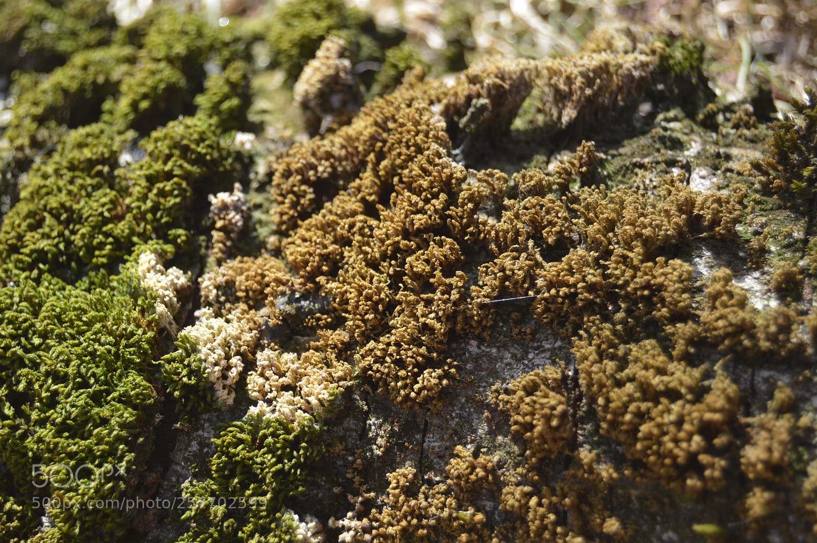Nikon D3200 sample photo. Dansk natur photography