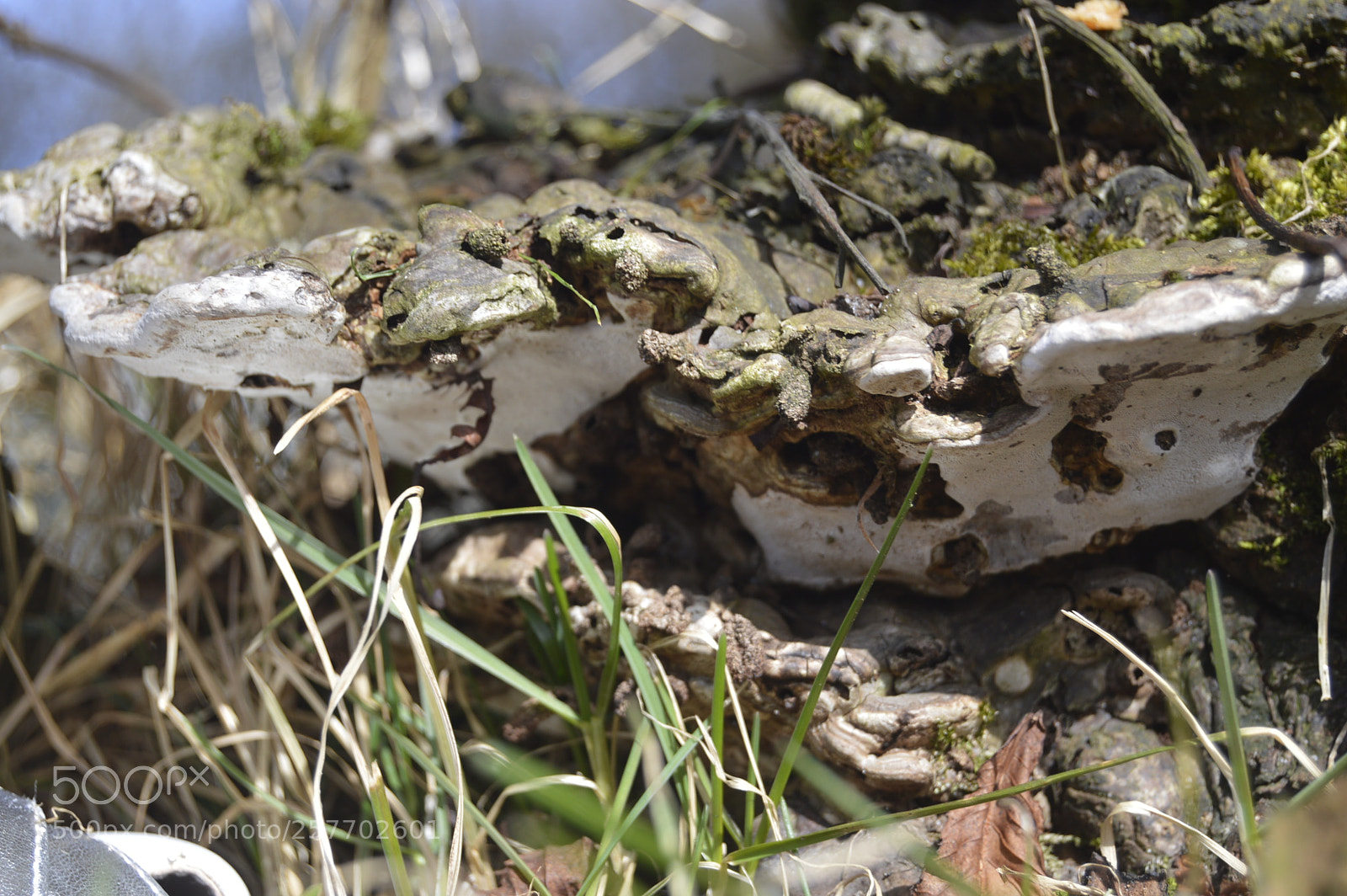 Nikon D3200 sample photo. Dansk natur photography