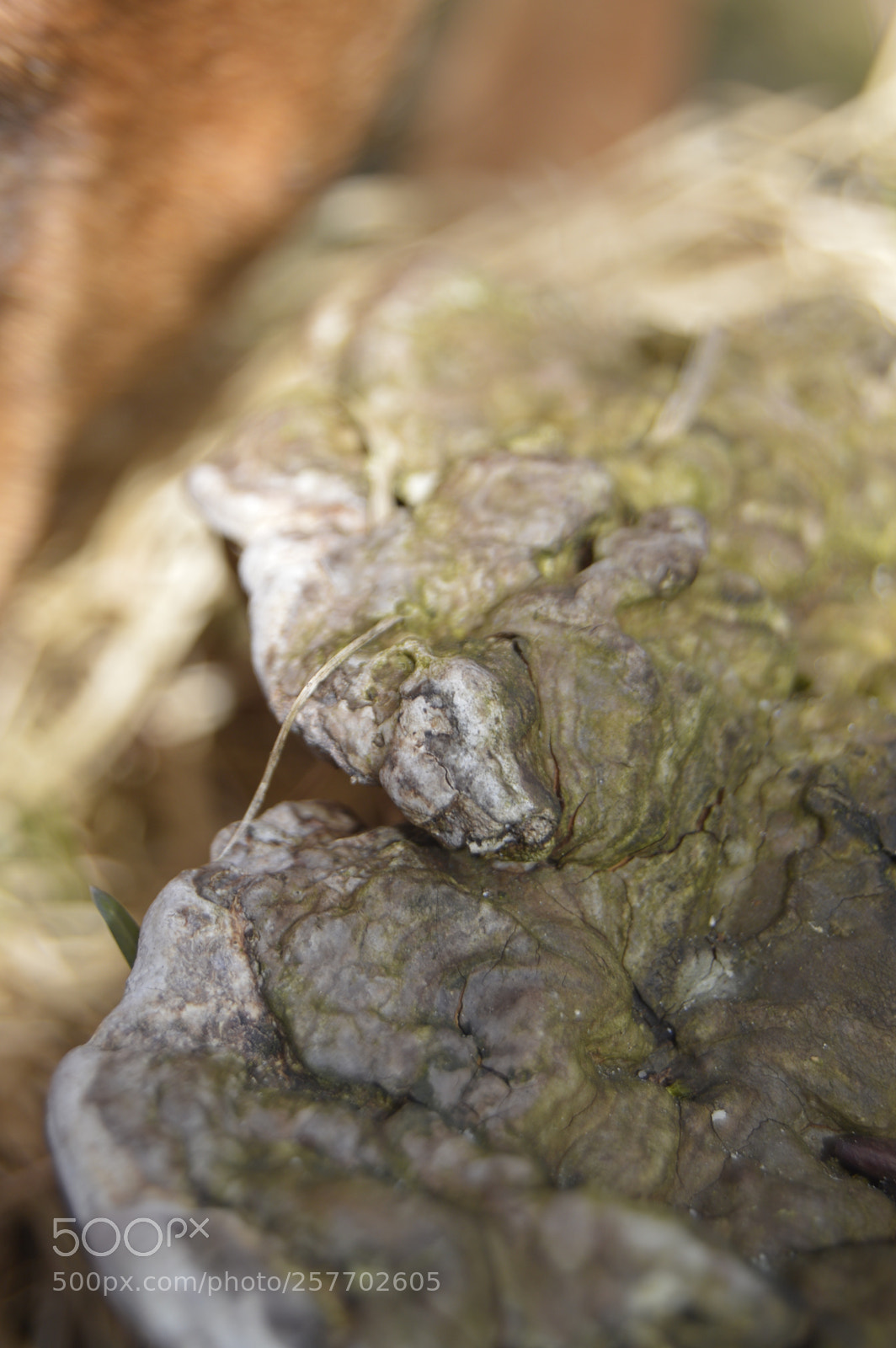 Nikon D3200 sample photo. Dansk natur photography