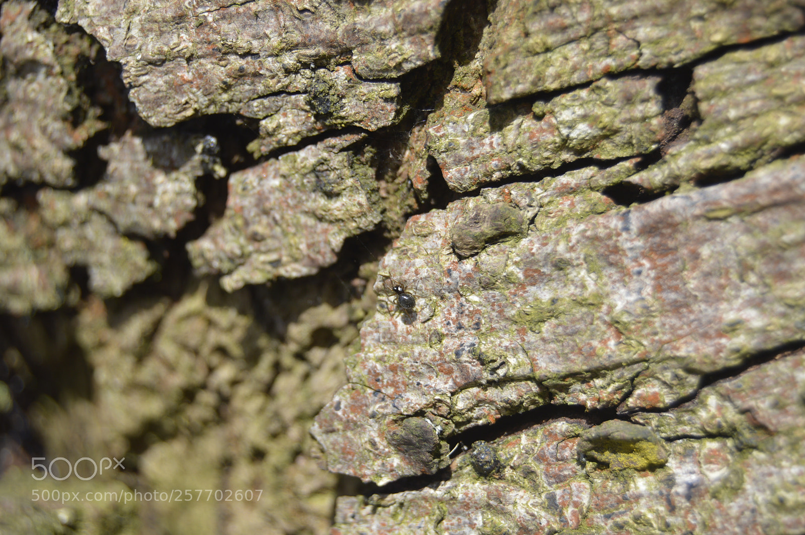 Nikon D3200 sample photo. Dansk natur photography