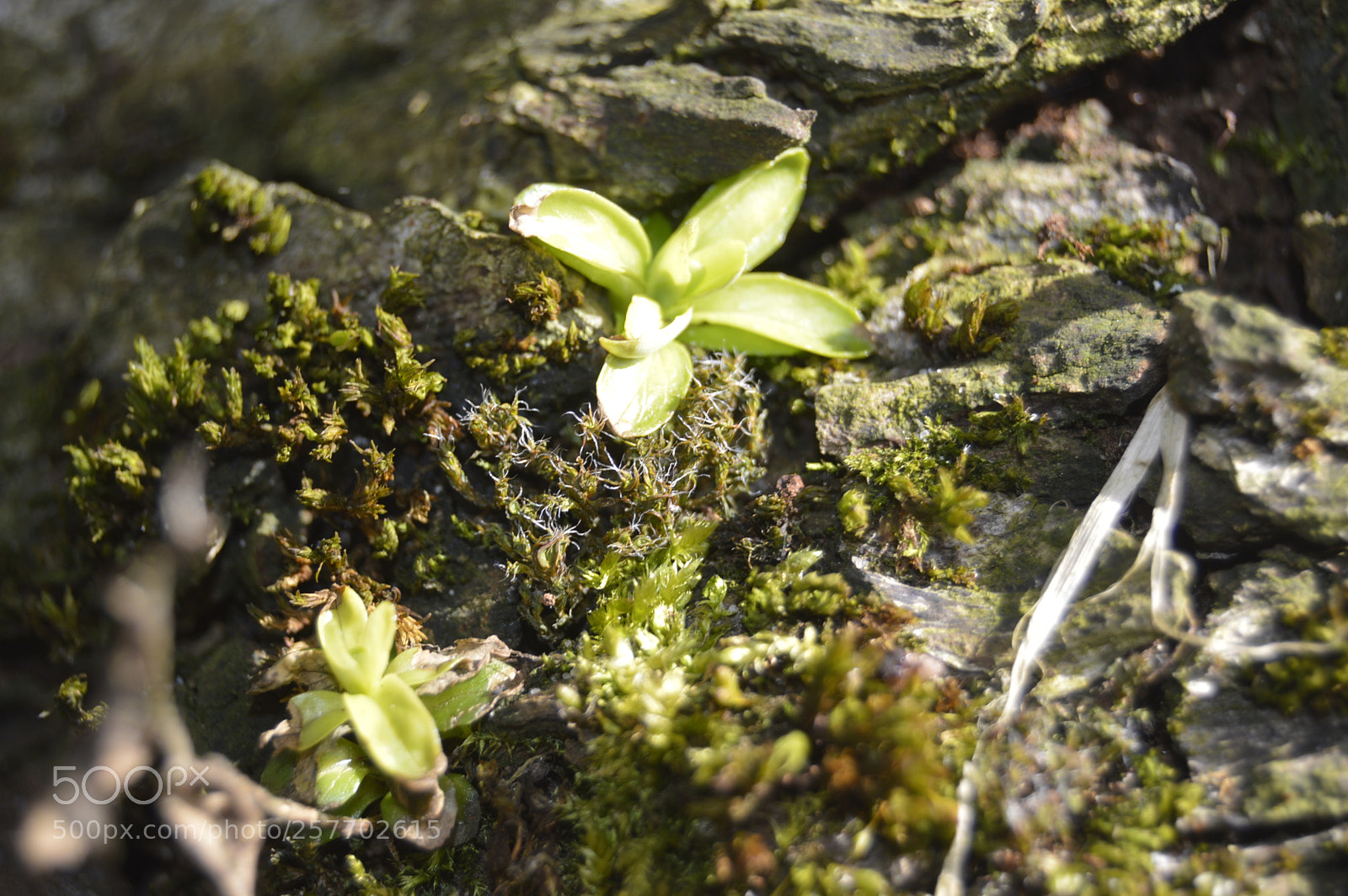 Nikon D3200 sample photo. Dansk natur photography