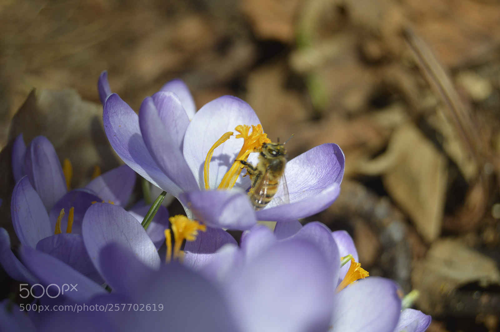 Nikon D3200 sample photo. Dansk natur photography
