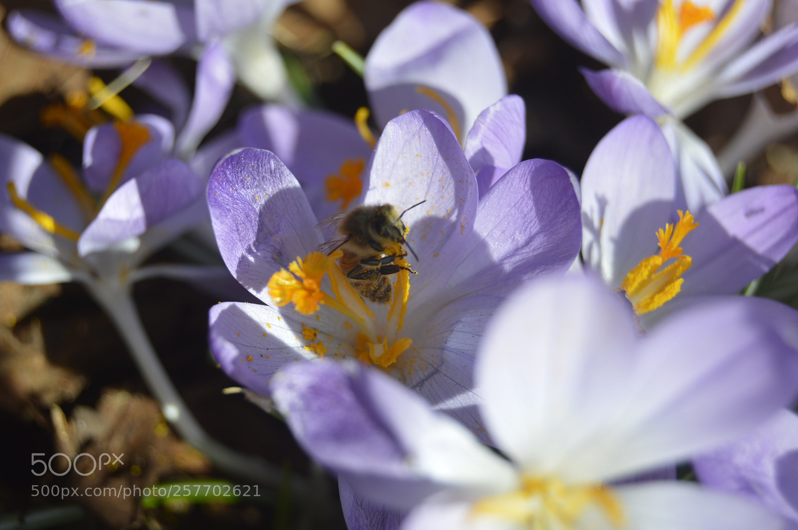 Nikon D3200 sample photo. Dansk natur photography