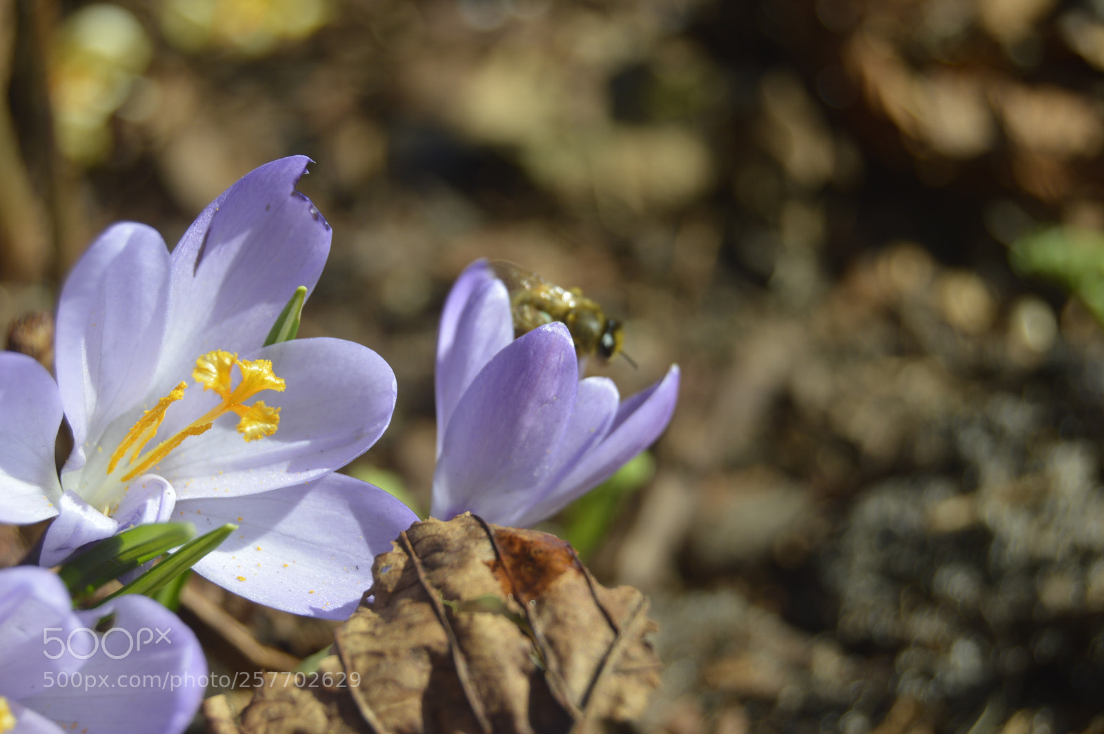 Nikon D3200 sample photo. Dansk natur photography
