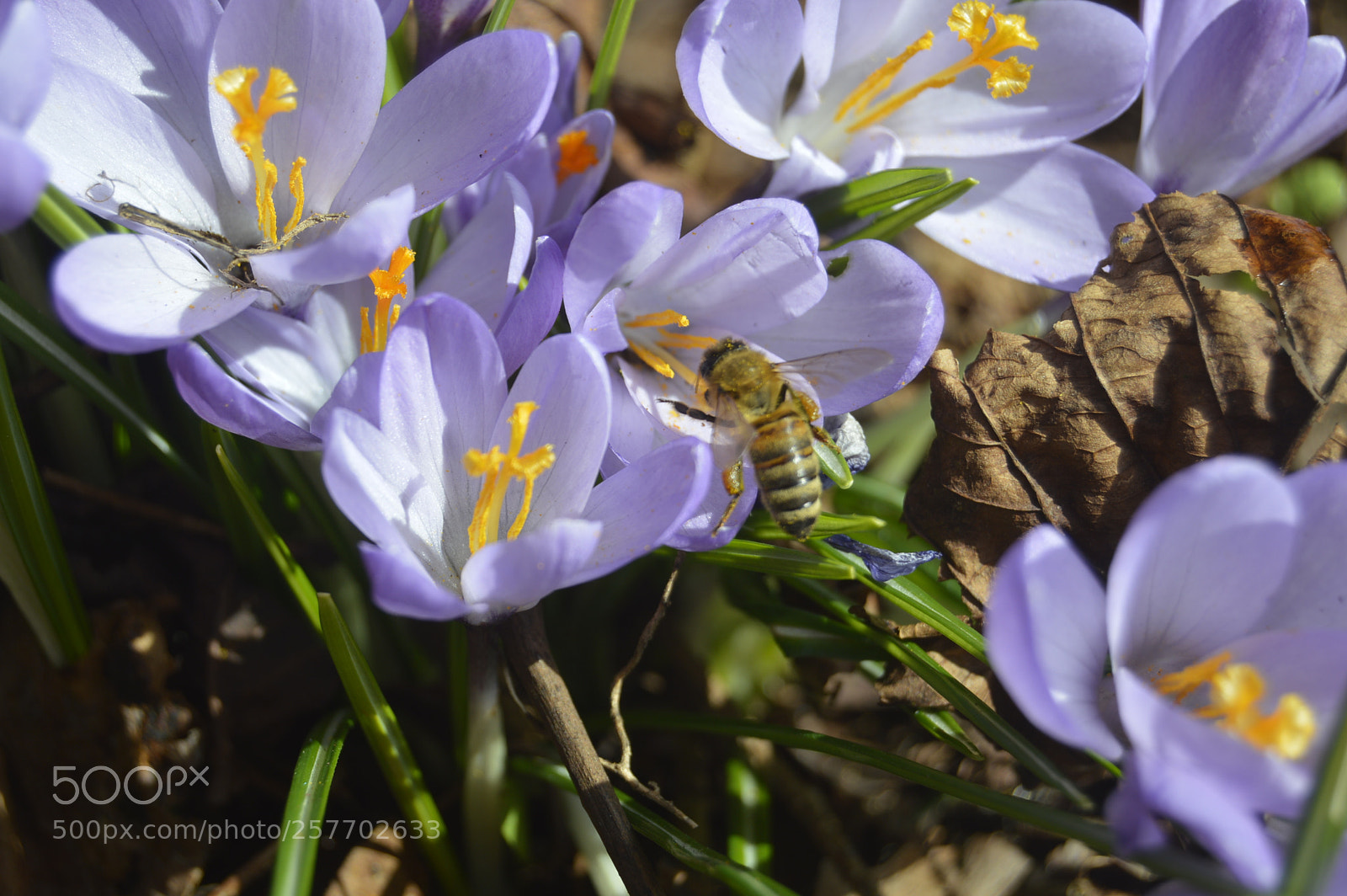 Nikon D3200 sample photo. Dansk natur photography
