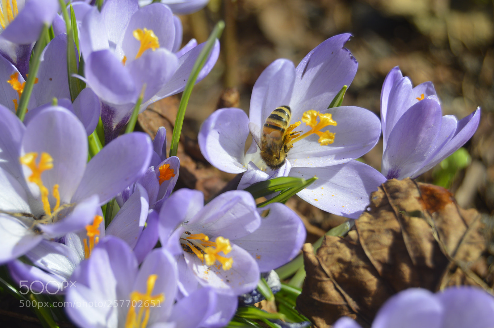 Nikon D3200 sample photo. Dansk natur photography