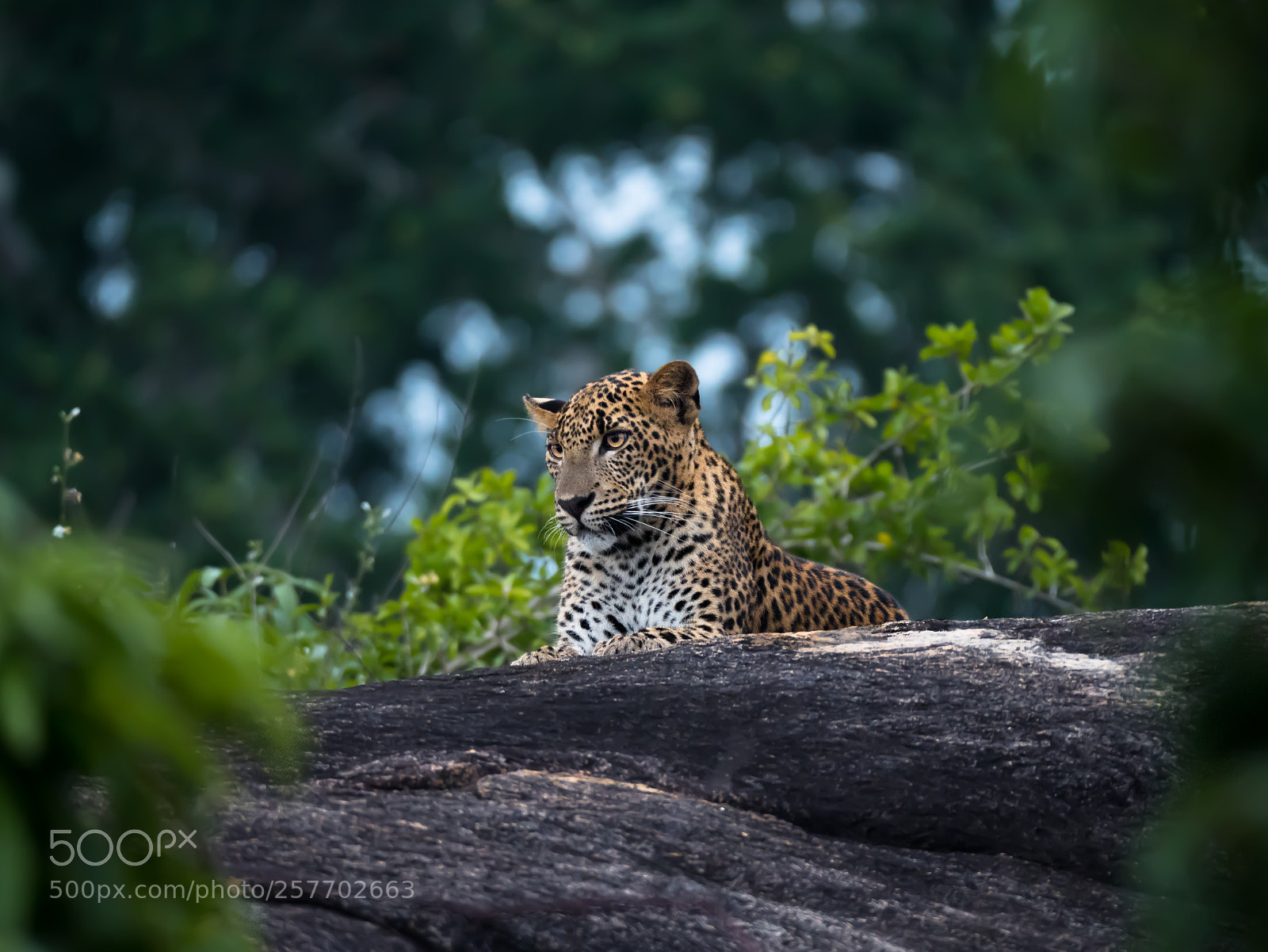Panasonic Lumix DC-G9 sample photo. Sri lanka leopard photography