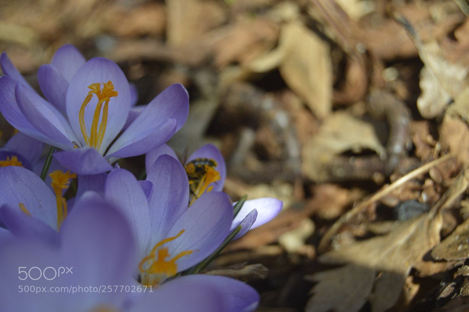 Nikon D3200 sample photo. Dansk natur photography