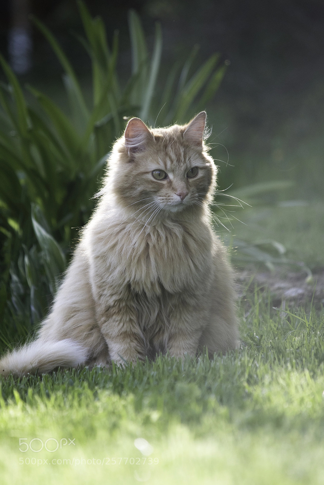 Nikon D7500 sample photo. Neighbour cat photography