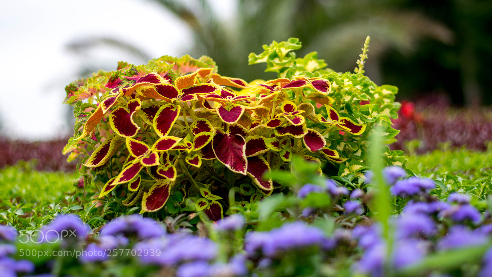 Nikon D3300 sample photo. Wild flower photography