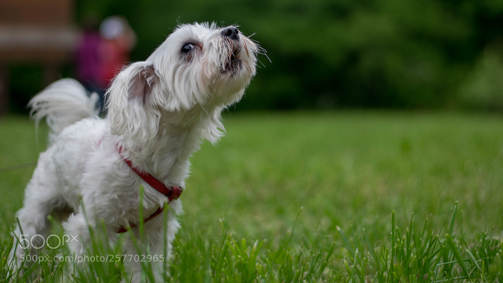 Nikon D3300 sample photo. Really mad dog photography