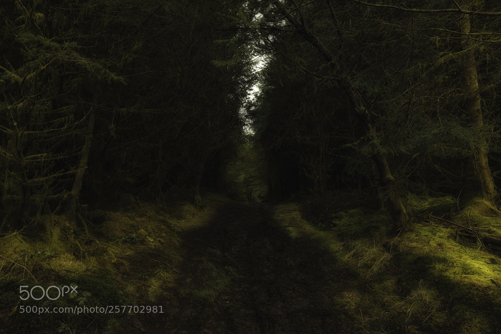 Nikon D800 sample photo. Ancient woodland photography