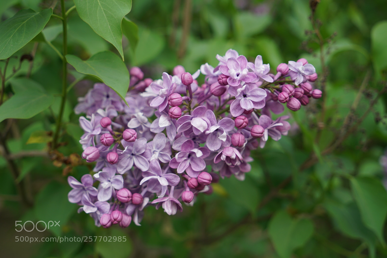 Sony a7R II sample photo. 丁香花 photography