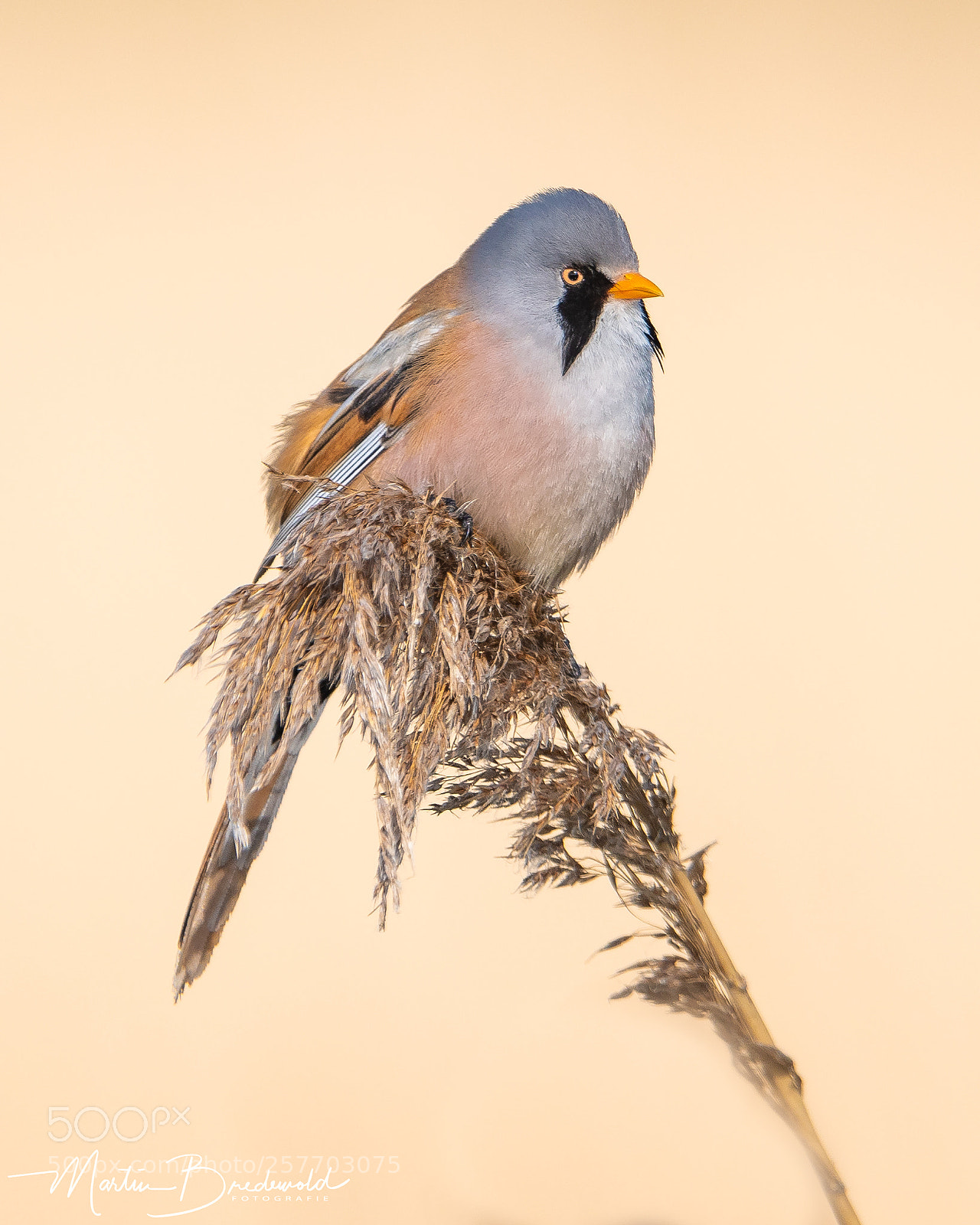 Nikon D500 sample photo. Bearded tit - baardman photography