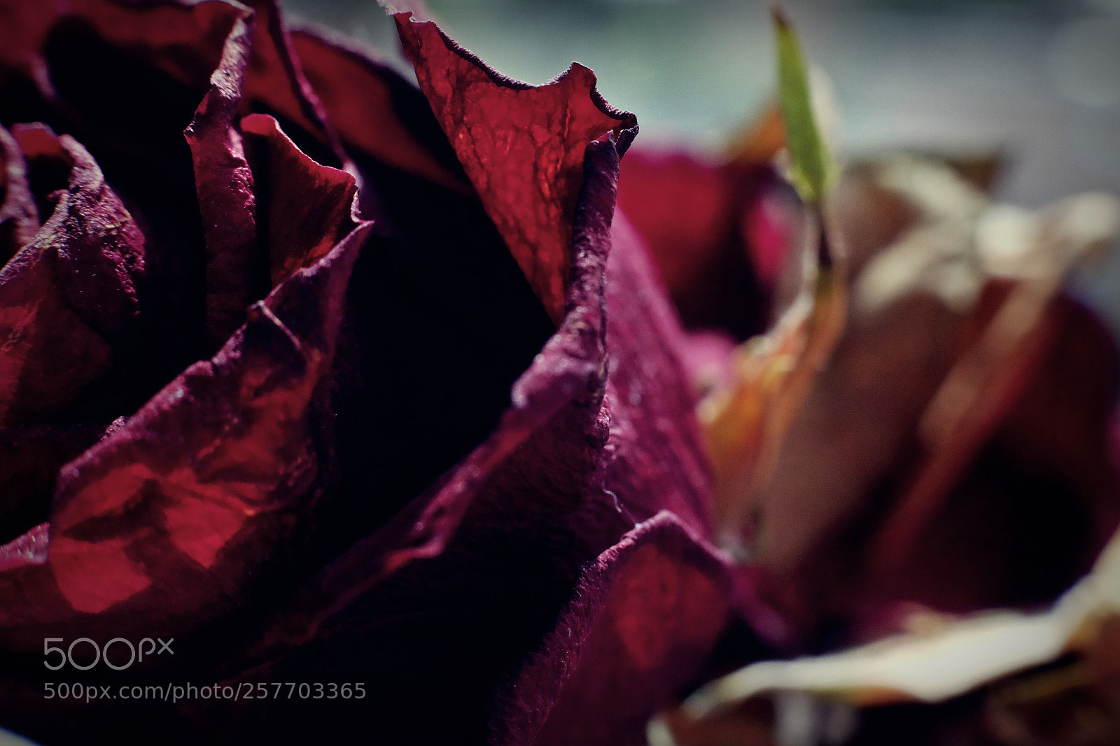 Fujifilm X-T10 sample photo. Old beauty photography