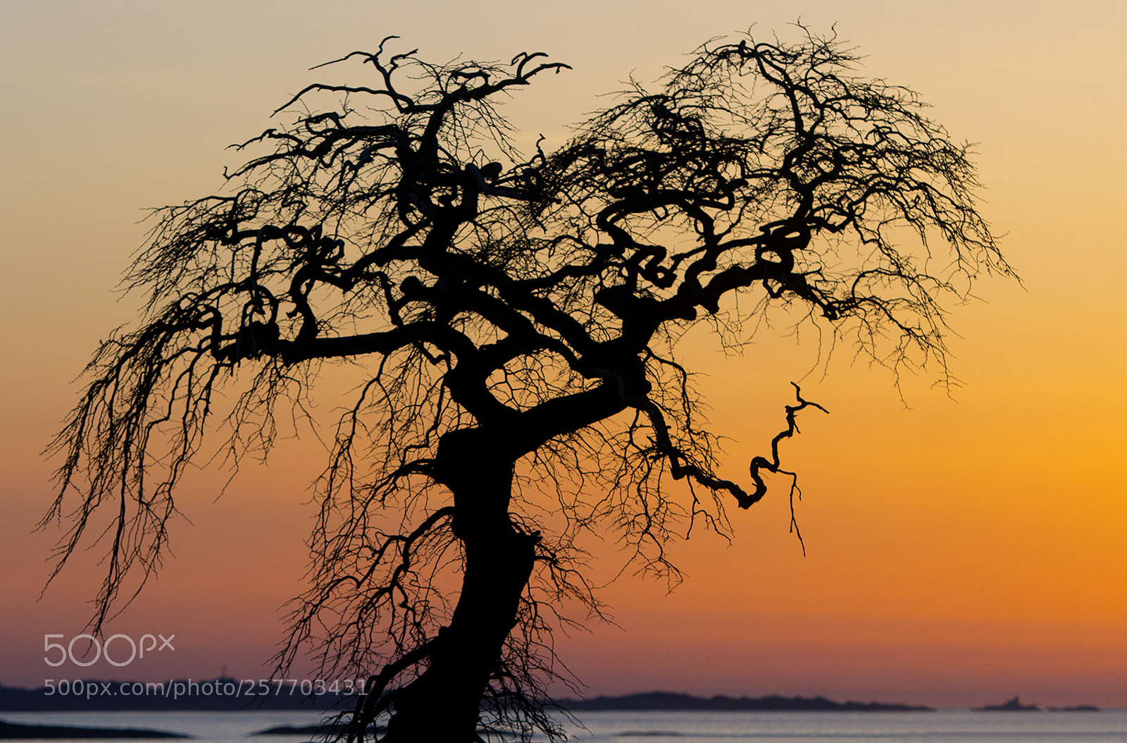 Nikon D500 sample photo. Tree in sunset photography