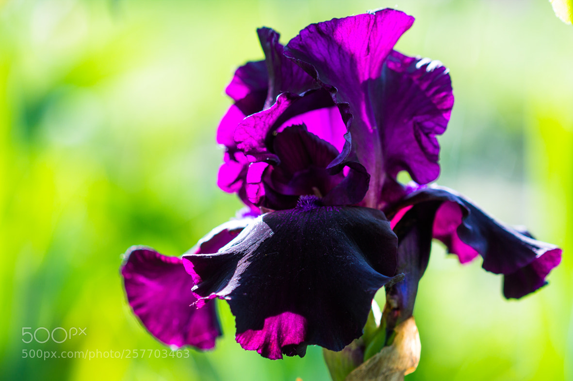 Canon EOS 600D (Rebel EOS T3i / EOS Kiss X5) sample photo. Violet iris photography