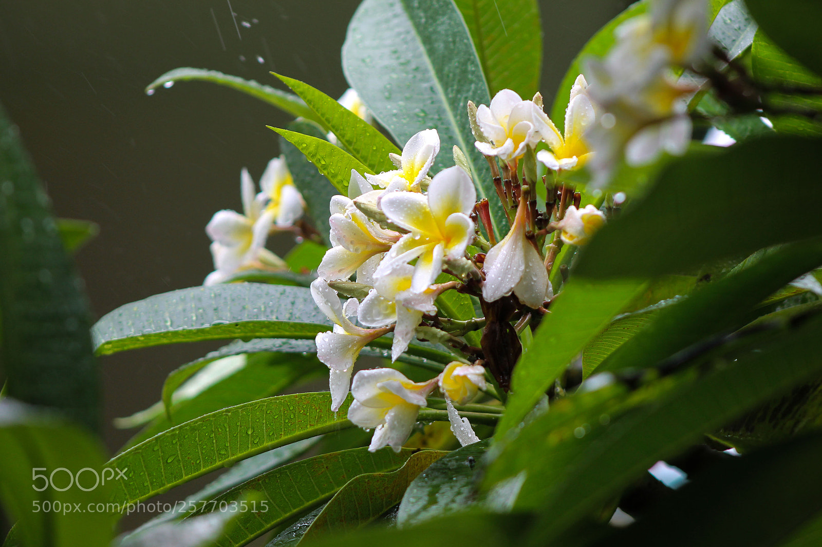 Canon EOS 1100D (EOS Rebel T3 / EOS Kiss X50) sample photo. Fabulous frangipanis photography