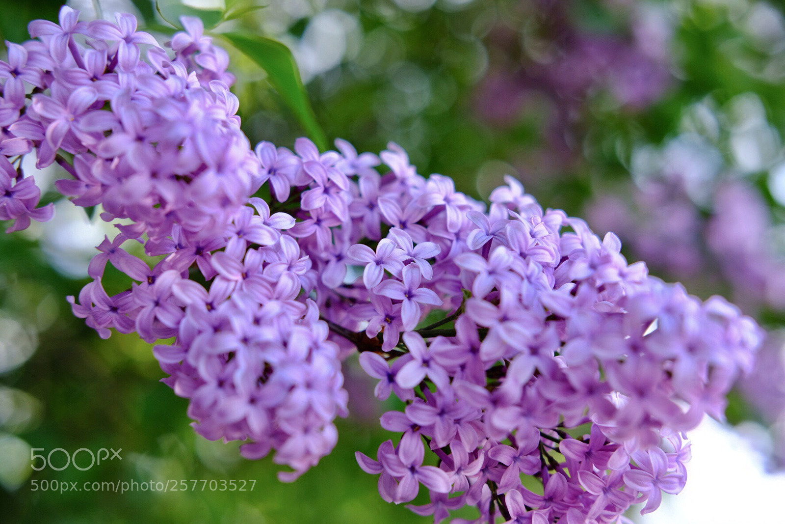 Fujifilm X-T20 sample photo. Untitled photography