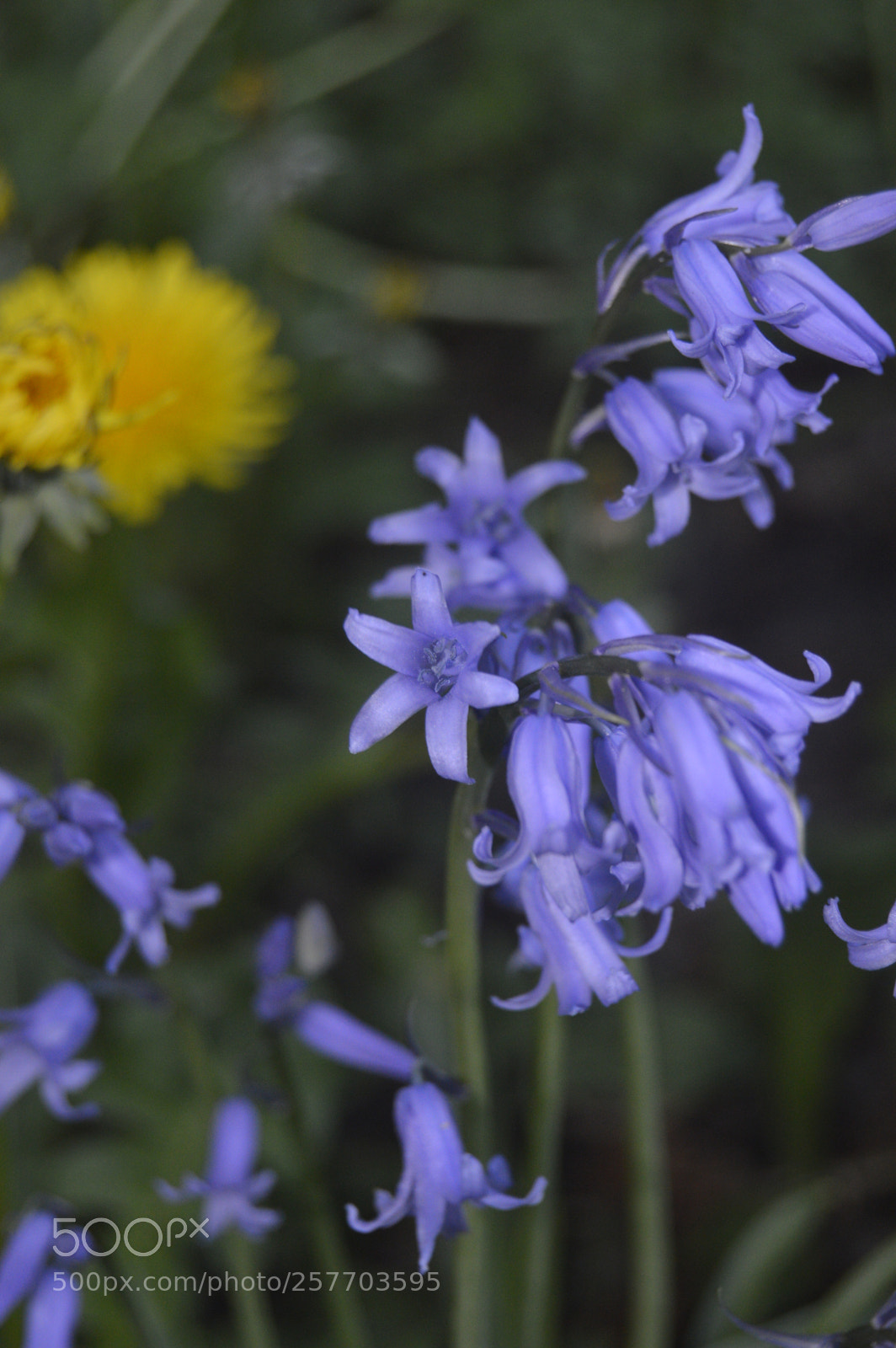 Nikon D3200 sample photo. Dansk natur photography
