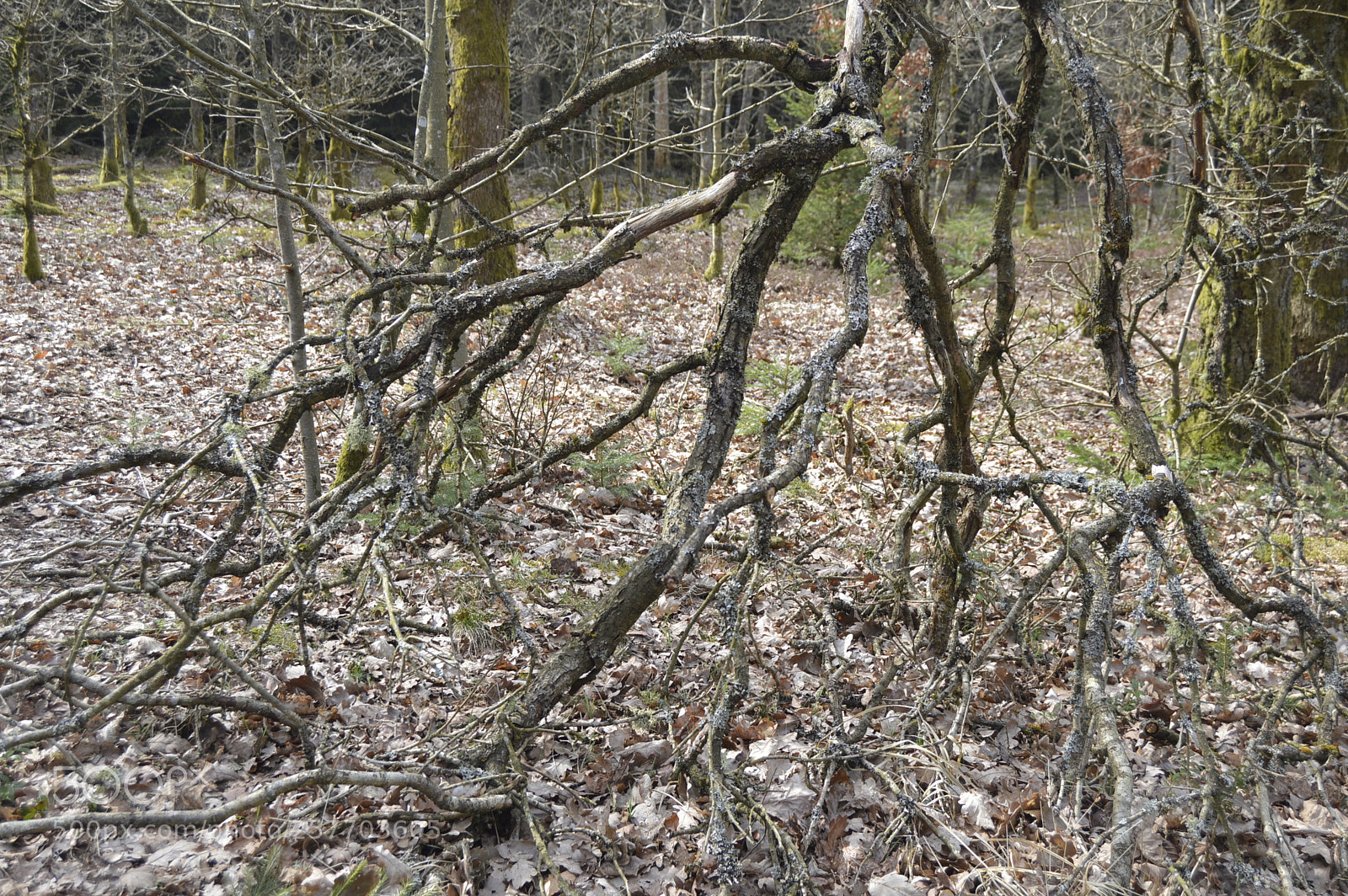 Nikon D3200 sample photo. Dansk natur photography