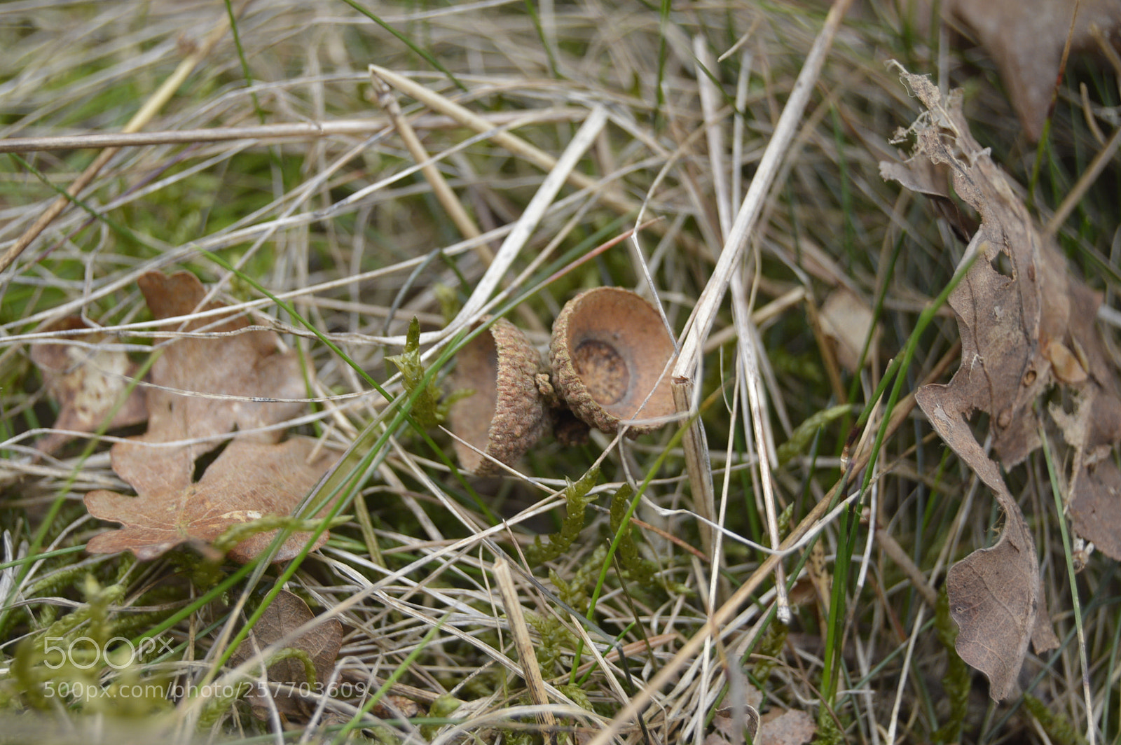 Nikon D3200 sample photo. Dansk natur photography