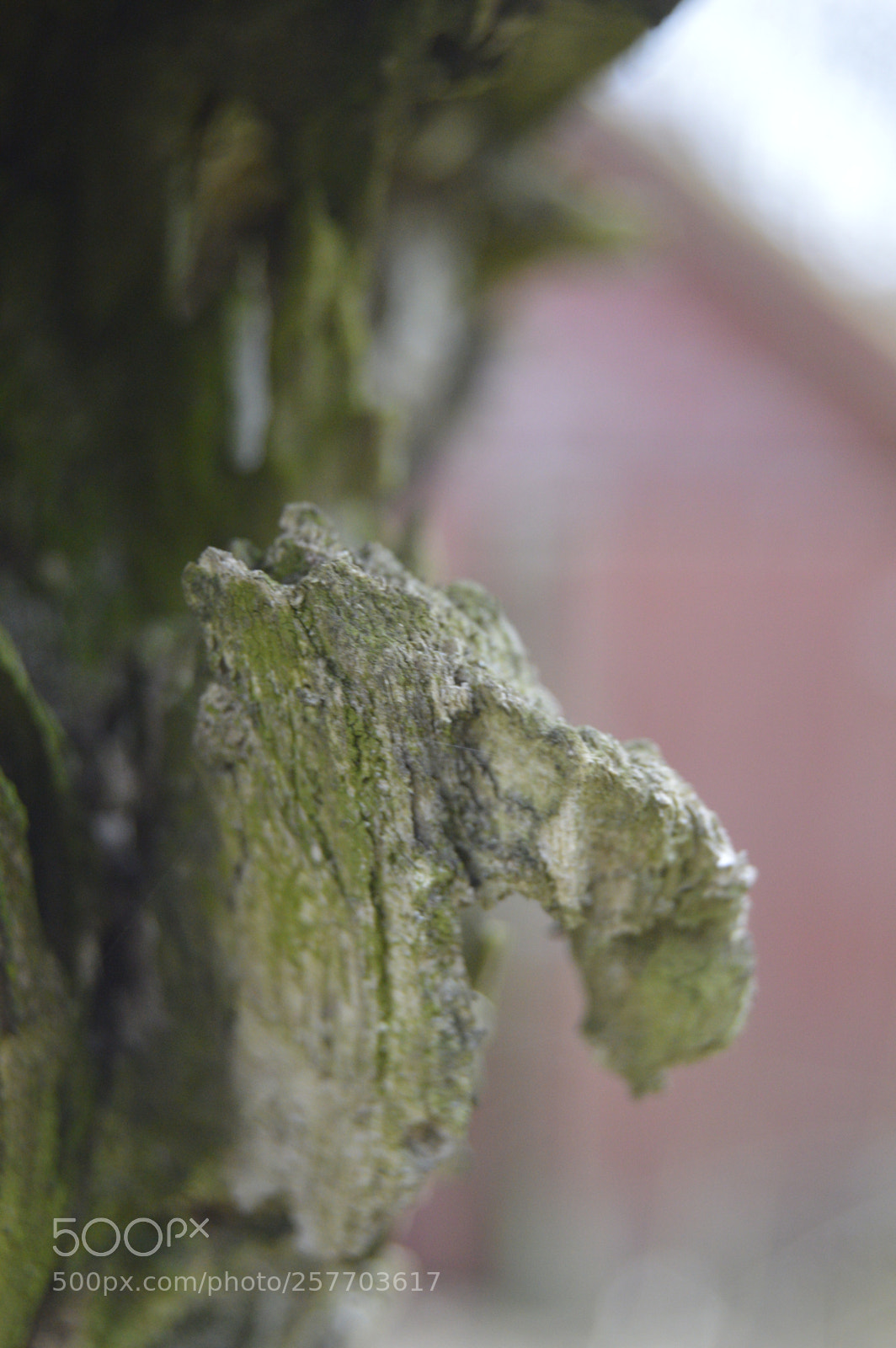Nikon D3200 sample photo. Dansk natur photography