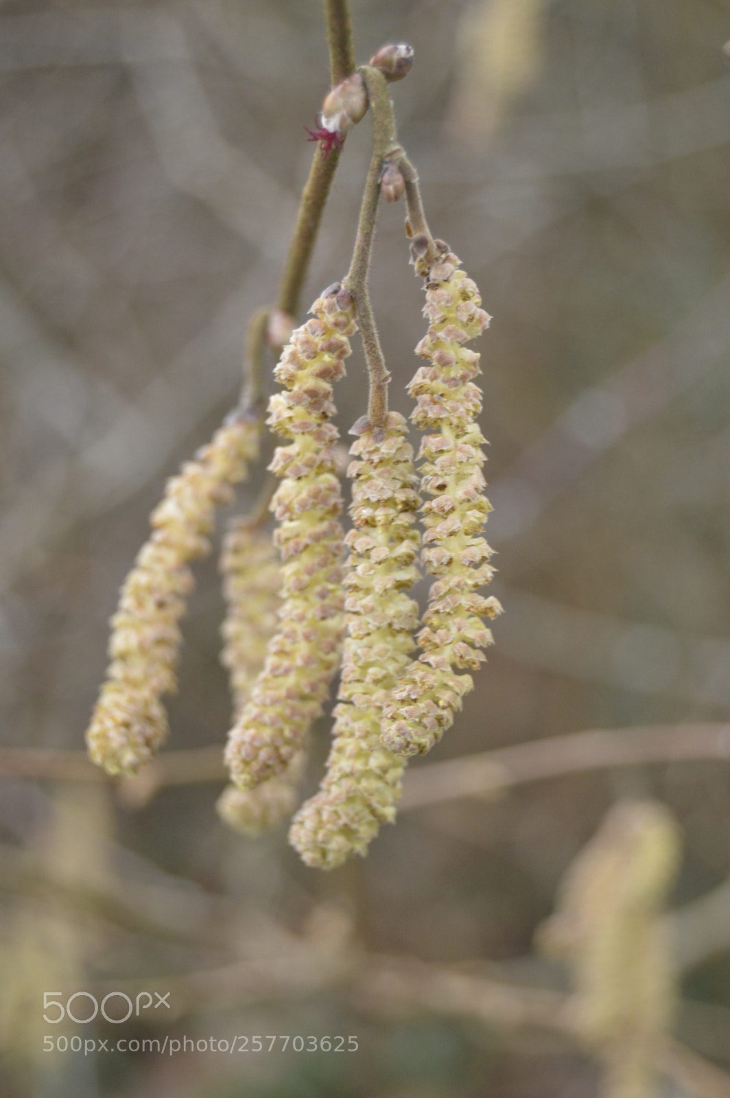 Nikon D3200 sample photo. Dansk natur photography