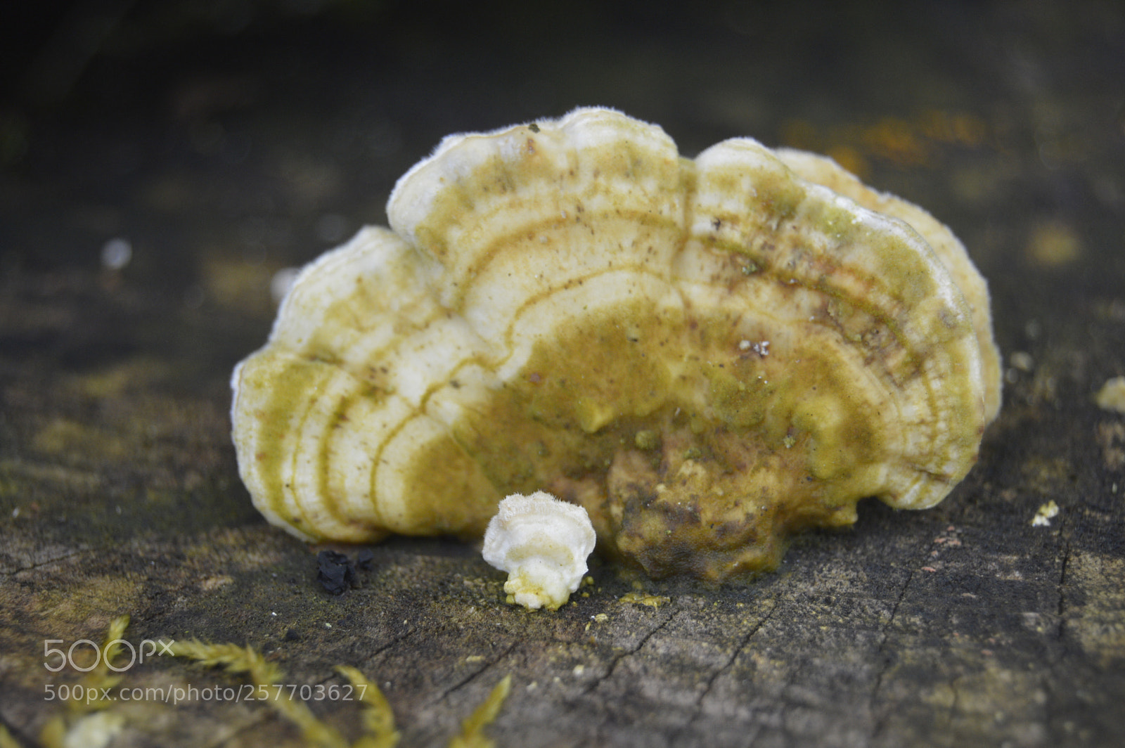 Nikon D3200 sample photo. Dansk natur photography