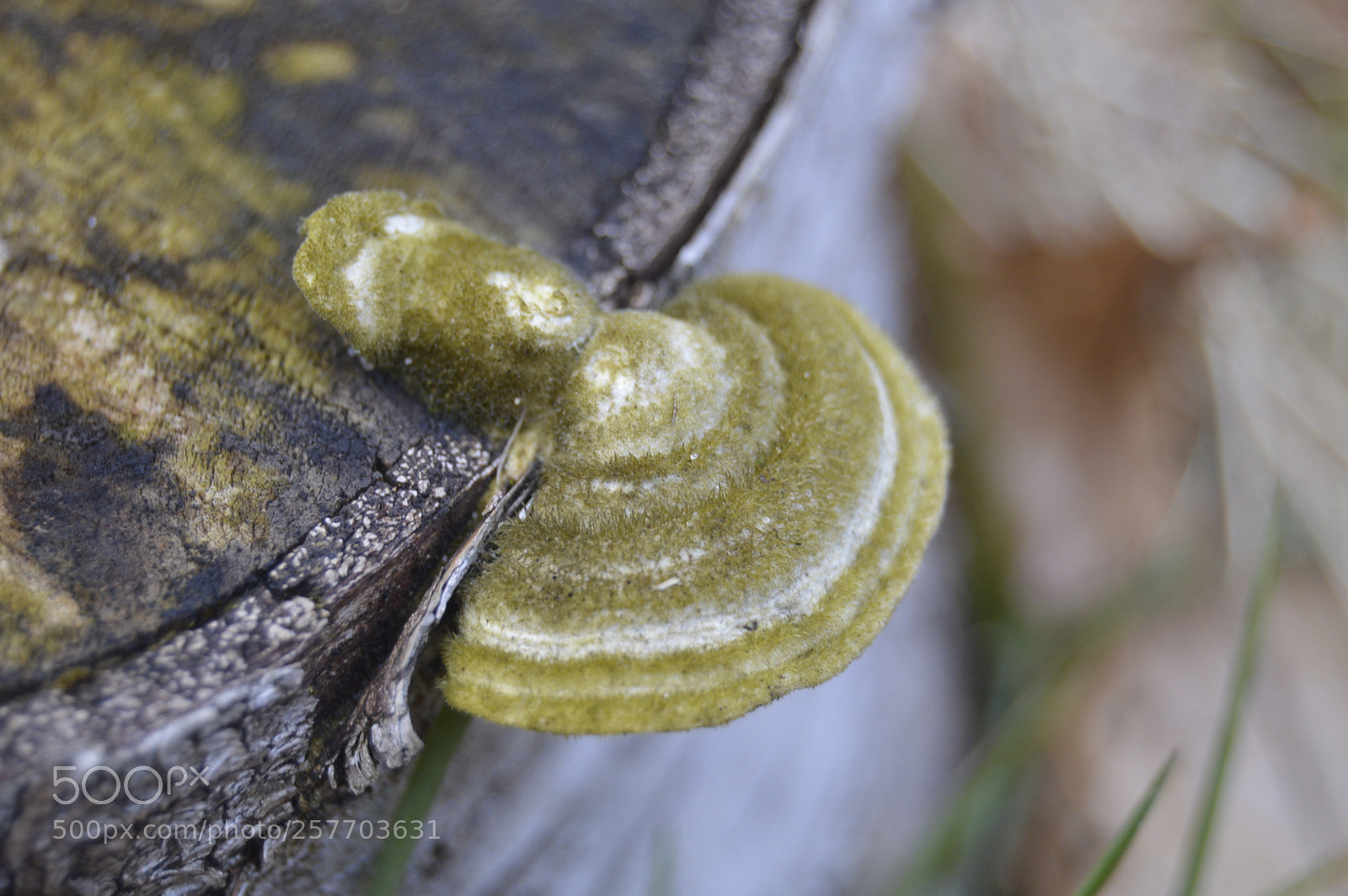 Nikon D3200 sample photo. Dansk natur photography