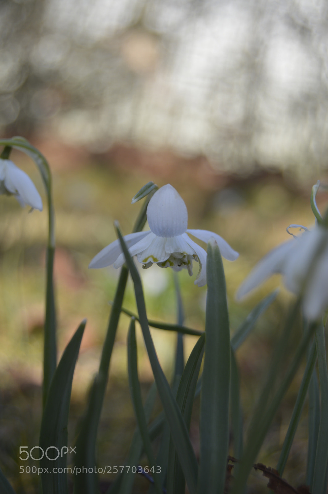 Nikon D3200 sample photo. Dansk natur photography