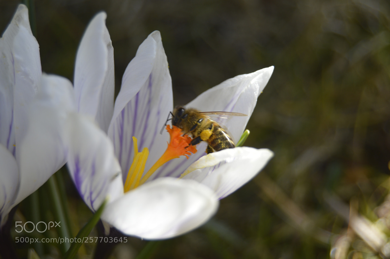 Nikon D3200 sample photo. Dansk natur photography