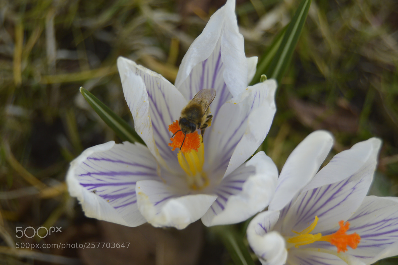 Nikon D3200 sample photo. Dansk natur photography