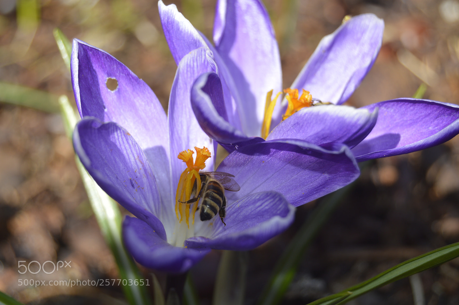 Nikon D3200 sample photo. Dansk natur photography