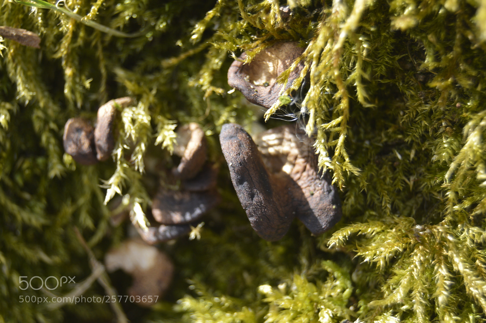 Nikon D3200 sample photo. Dansk natur photography